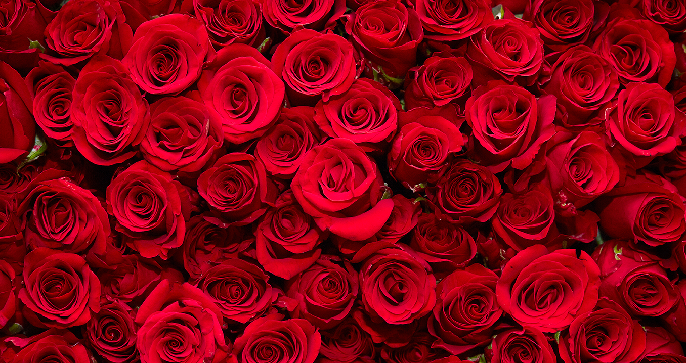 A bed of roses
